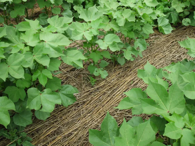 Assistance available for regenerative practices